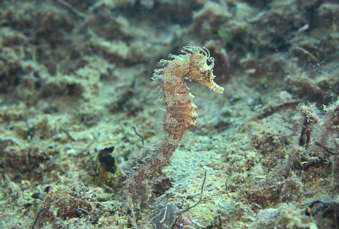 La costa de los tesoros